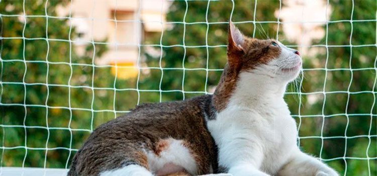 Redes de Proteção para Gatos